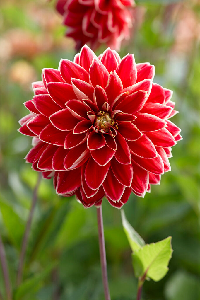 Dahlia Dekorativ Maxime 1-pack